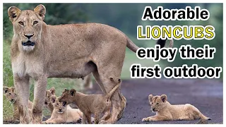 These Newborn Lion Cubs Are Ready to Take On the World ADORABLE LIONCUBS enjoy their first outdoor