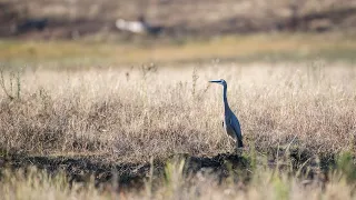 Дикая Австралия 1 серия | Wild Australia | (2011) 🌿