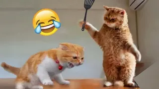 New Funny Animals 2023 🤣Funniest cats and dogs videos 🐶🐱funny animals