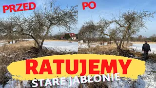 Ratujemy stare jabłonie - jabłoń #2