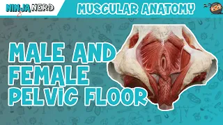 Muscles of the Male & Female Pelvic Floor | Anatomy Model