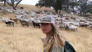 Paicines Ranch herding sheep on the rangeland with Jess Maier