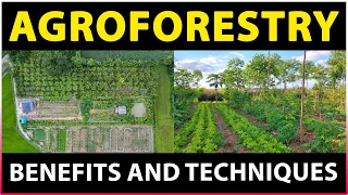 AGROFORESTRY: The Future of Sustainable Farming - An Introduction to the Benefits and Techniques