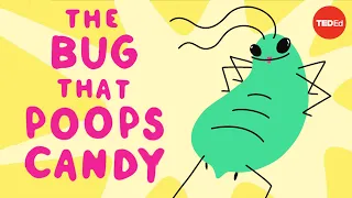 The bug that poops candy - George Zaidan