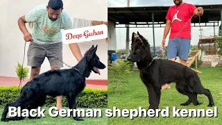 Black German shepherd kennel