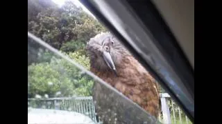 KEA:  Attack of the New Zealand Kea at Arthur's Pass, NZ!!!