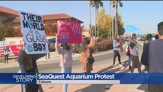 PETA Organizes Protest Of New SeaQuest Aquarium In Folsom