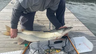 second fish ohio musky  caught fishing from dock in marina