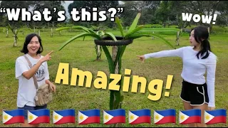 What is this?!!Amazing plant discovered in Mindanao Island!!