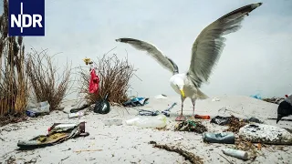 Eine Frau kämpft gegen Plastik im Meer | Die Nordreportage | NDR