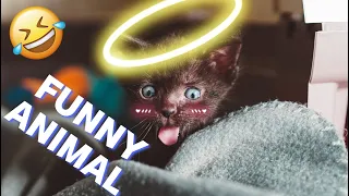 Compilation Funny Animal Videos 67 I 🤣Best Funniest Cats And Dogs