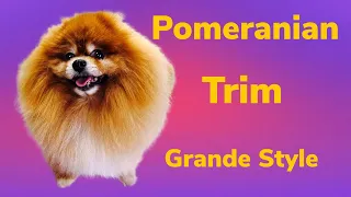 Pomeranian Trim