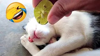 Funniest Animals 😄 New Funny Cats and Dogs Videos 😹🐶 Part 42
