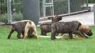 7 Wochen alte Presa Canario Welpen aus Siggy & Toppo.