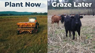 Cover Crops for Winter Grazing