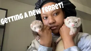 Getting a ferret ! +Ferret update
