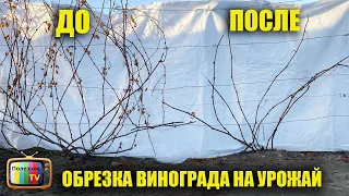 При такой обрезке винограда Вы всегда будете с урожаем! Обрезка  для новичков!