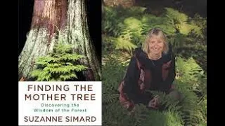 Finding The Mother Tree: Discovering the Wisdom of the Forest