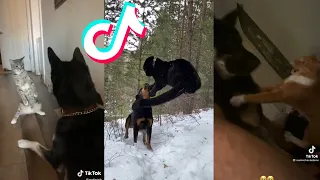 Angry Cats VS Dogs Funny Cat 😸 and Dog 🐶 Tiktok Compilation