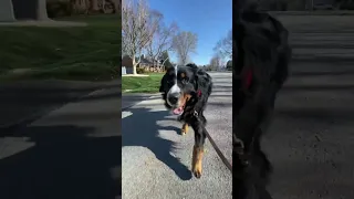 Come on a Walk With My Rescue Bernese Mountain Dog ❤️ #dogvideo #cutedog