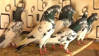 Пакистанские голуби породы ТЕДДИ И КАМАГАРЫ. Pakistani pigeons of breed TEDDY AND KAMAGARA