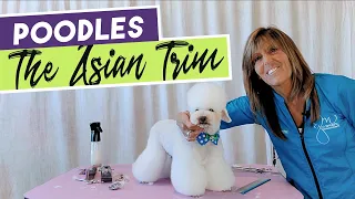 How to Groom an Asian Poodle Trim