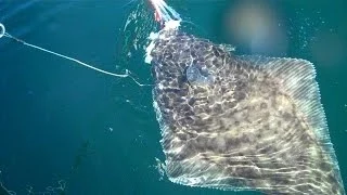 Halibut Fishing with FAT Squids on a Gangion, Two Hook Rig at Sekiu Washington