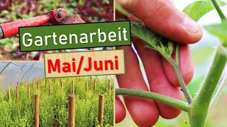 🍅 Tomaten pflanzen, anbinden & ausgeizen 🌱 Unkraut jäten/hacken 👨‍🌾 GYT 2022 😊 Gartenarbeit Mai/Juni