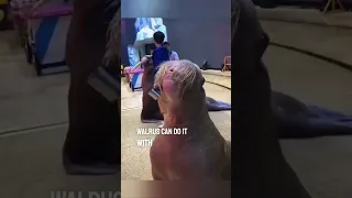 This walrus can whistle 😳