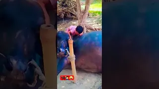 Baby playing with Buffalo 🐃 😜🤣#shortvideo #shorts #viral #animals #buffalo