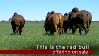 Introducing the Red Brahman bull race at the KroonVee Brahmans farm
