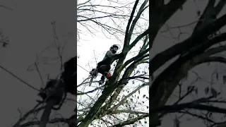 Distance of LIMB WALK? #arborist #professional #climber #treework #treecare #srt