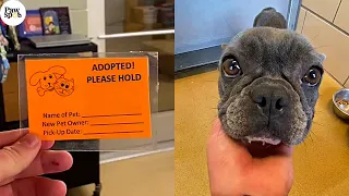 Priceless Shelter Dogs' Reactions To Being Adopted