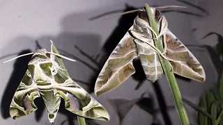 Oleander Hawk - The Poison-eating Moth