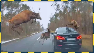 Top 5 Incredible Animal Encounters on the road / Scariest Wild Animal Encounters