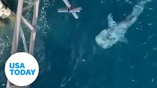 Whale shark swims beneath offshore worker on scaffolding | USA TODAY