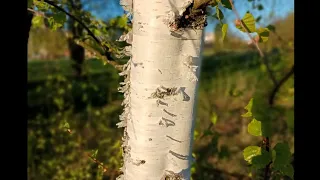 Шум берёз. / перепевка/cover