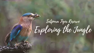 Satpura Tiger Reserve | Madhya Pradesh | Exploring the jungle