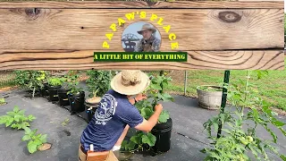 Cucumbers Growing in Hydroponic Bucket / Summer Dance Hybrid Cucumbers