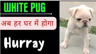 😱white pug puppies available for sale 😱|white pug in india | white pug puppies for sale | white pugs
