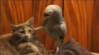 Попугай докапывается до кота | БРАТАН, ОБОИ КЛЕИТЬ УМЕЕШЬ?
