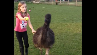 Pet Emu Playing Fetch With Little Girl