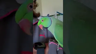 Indian Ringneck parrot talking