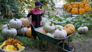 50 kg pumpkin harvest in the village and a special pumpkin recipe - how to make a pumpkin dessert?