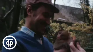 В мире животных. В Сухумском обезьяньем городке (1981)