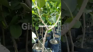 Giant Duhat