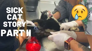 We Took the Sick Cats to the Vet  PART 2 | YUFUS