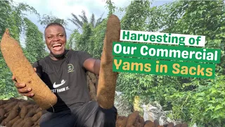 YAMS IN SACKS HARVESTING/ Understanding the techniques to harvesting