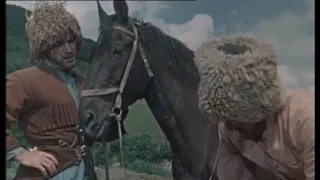Кабардинская Конь 🐎 ყაბარდოული ბედაური 🐎 Circassiens Stallion 🦅