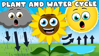 Learn ALL About The Plant & Water Cycles! | Earth Science Compilation For Kids | KLT